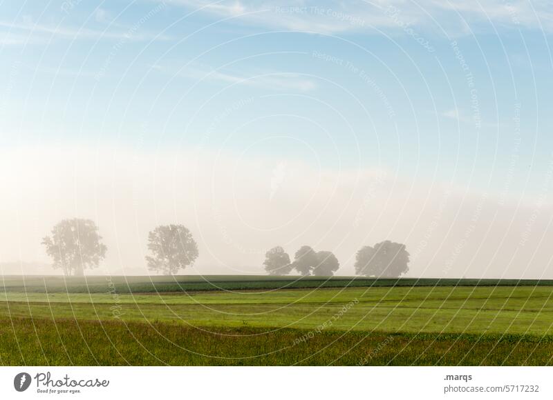 lush meadow Morning Meadow Tree Fog Beautiful weather Summer Spring Horizon Clouds Sky Elements Landscape Nature Environment Background picture Rural Moody