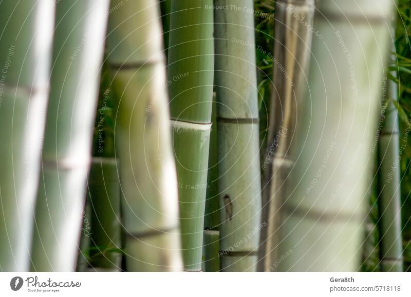 green bamboo garden pattern close up Asian asia background bamboo forest bamboo grove bamboo pattern botanical botany branch bright chinese environment flora