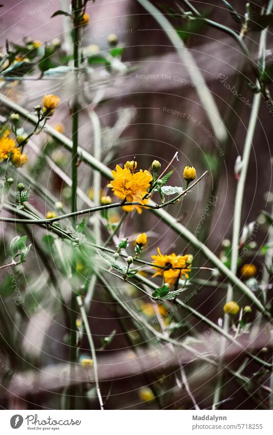 Macro photo of flowers on a vine up close Flowers vines Nature Landscape Vine Growth Green Autumn Exterior shot Summer Plant Colour photo Agriculture Eath