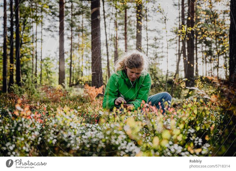 young blonde woman picking berries in the forest Forest Berries Pick Harvest Fruit Fresh Nature Food Delicious Mature Garden Healthy Vitamin Seasons