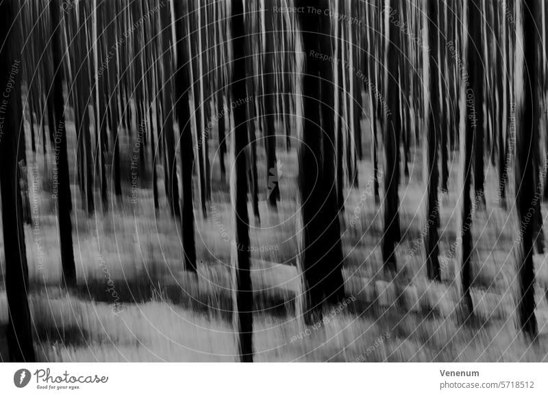 Analog black and white photography, abstractly photographed pine forest woodland film photography Black and white film Black and white image
