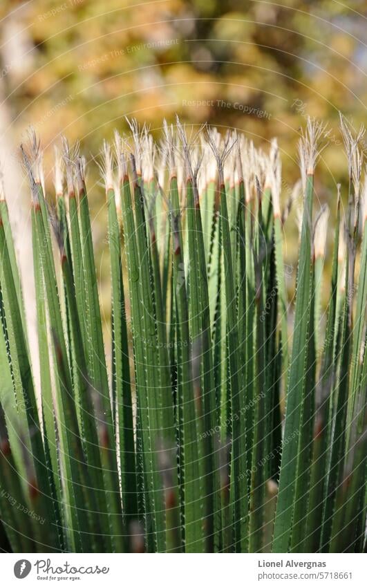 Close-up on a bunch of long and sharp green leafs with many tiny thorns and autumn colors as a blurry background close-up nature garden plant tuft bush