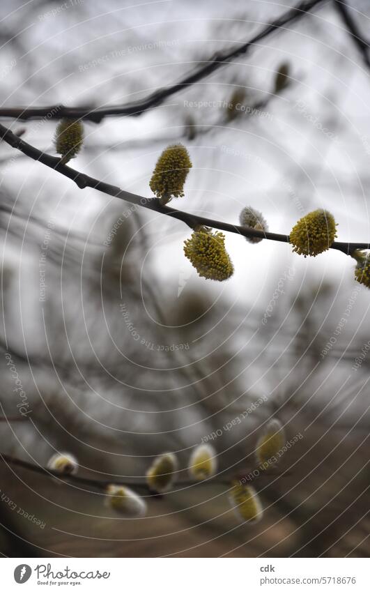 Early spring: branches with willow catkins in bloom in the park. Spring Blossoming flowering willow naturally Nature Spring flower flowering flower Spring day