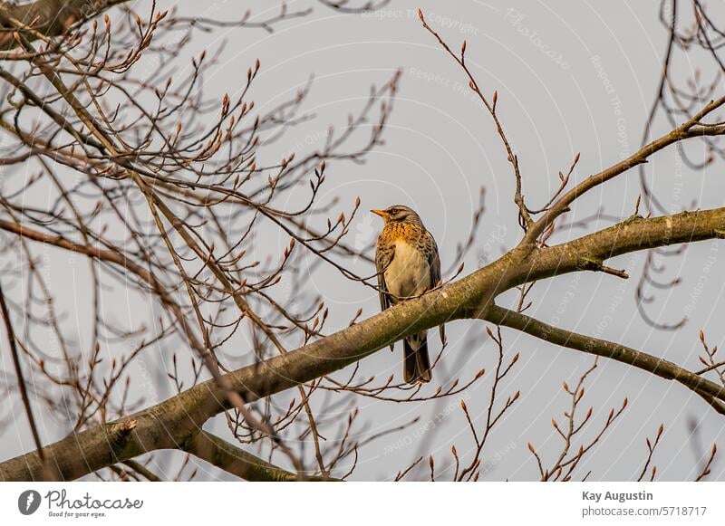 Juniper thrush Turdus pilaris Real chokes Bird Passerine bird Passeriformes Songbirds Chokes Turdidae Bird Photography Nature Spring bird world Tree Branch