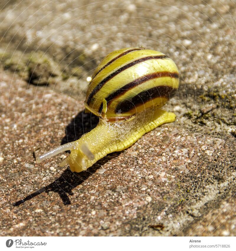 Slimeball with his own home Snail shell Crumpet tiny house Rotunda Spiral Brown Slowly sluggishness Animal Dry Small Protection Yellow Whorl Street paving