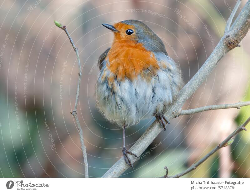 Little robin in a tree Robin redbreast Erithacus rubecula Bird Wild bird Animal face feathers plumage Beak Eyes Legs Grand piano Claw Twigs and branches