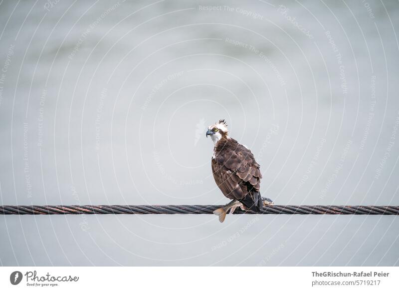 Osprey sitting with a caught fish on a steel cable mamma Mother Fish hunting Bird Grand piano bad hair day Beak Neutral Background Feed Foraging Water