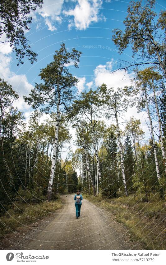 Woman walking on a road between birch trees forest path out Walking Birch wood birches Sky cloudy explore Forest Nature Landscape Exterior shot Tree Birch tree