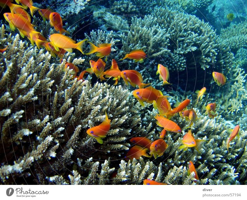 Life in the reef Dive Underwater photo Reef Sea goldie Fish Water Red Sea Egypt