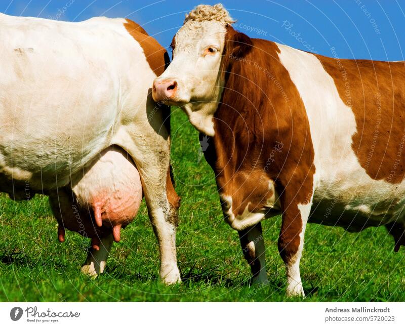 two dairy cows, cattle, on a pasture with big and full udder farming livestock farming brown big udder portrait agriculture countryside grassland rural mammal