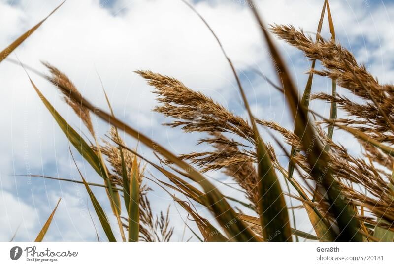 spikelets and leaves of a wild plant against a background of blue sky and clouds October autumn bright bush climate closeup day dry field forest grass green