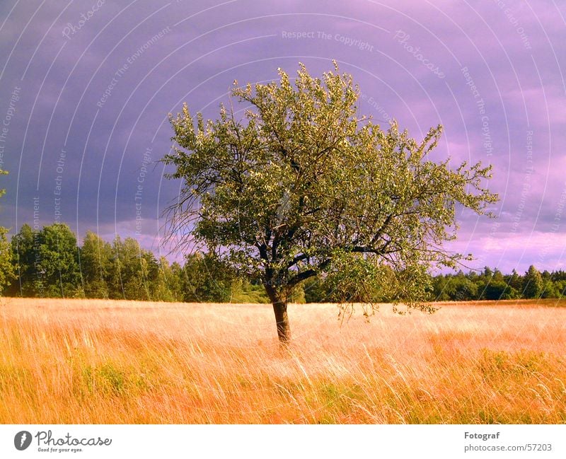 The tree. Tree Heathland Meadow Forest Green Leaf Plant Sky Wood flour Nature Thunder and lightning Grain heaven thunderstorm Hurricane woods