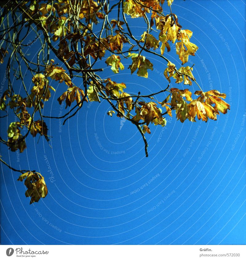 chestnut Environment Nature Plant Sky Cloudless sky Autumn Tree Faded To dry up Blue Yellow End Break Stagnating Transience Change Colour photo Exterior shot