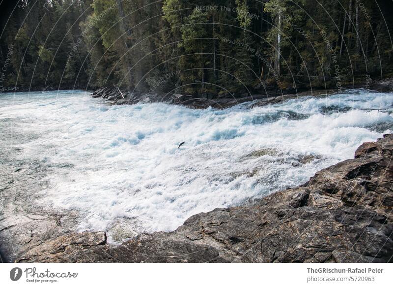 Fish jumping over a rock Salmon Jump Water Fresh water Brook Canada Wells Gray Park Drops of water White crest Waterfall Nature Exterior shot River Colour photo