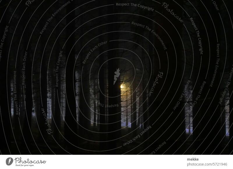 Light in the forest - copy of photo #5 (#555) Forest trees Night Tree Night shot Dark darkness Cone of light Light (Natural Phenomenon) Beam of light Fog