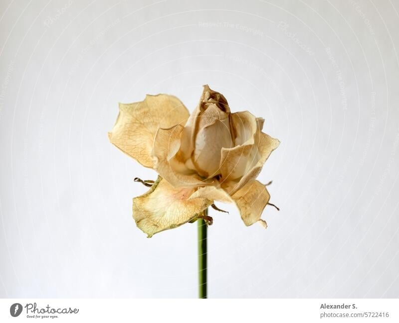 Wilted yellow rose blossom in front of a white wall pink Flower Plant Blossom Limp fading wilting flower Transience Faded withered rose vanitas Still Life