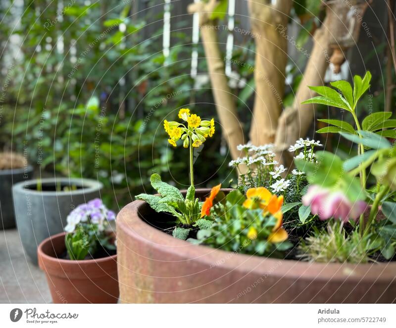 Early bloomers in plant pots on the terrace Spring Spring flowering plant Flower cowslip Horned pansy Plant Terrace Pot Blossom Garden Shallow depth of field