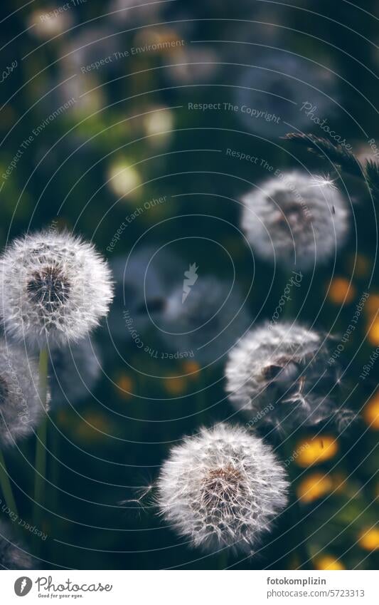 puff flowers Dandelion dandelion Sámen Ease Delicate Easy Shallow depth of field Soft Wild plant dandelion seed White Faded early summer Nature naturally
