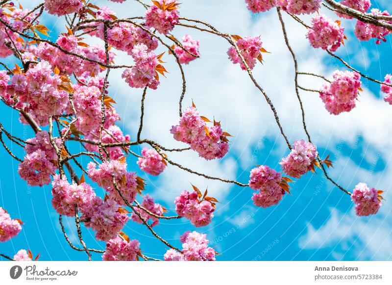 Beautiful Pink Sakura flowers, cherry blossom during springtime against blue sky sakura blooming garden natural outdoor pink japanese floral closeup nature