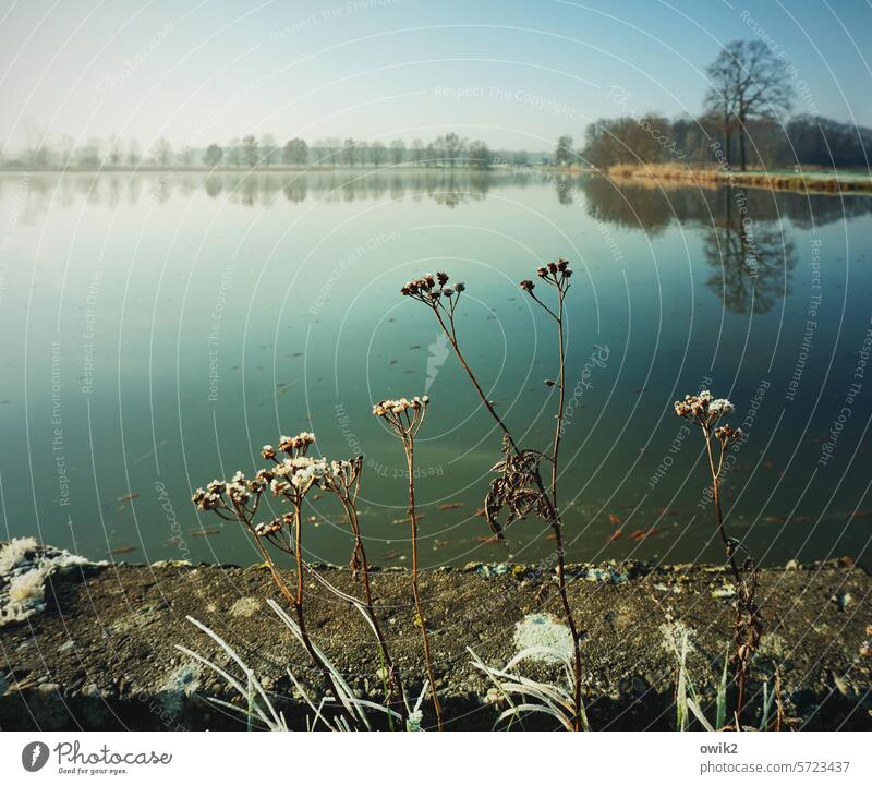 Riverside shrubs Lakeside Plant Surface of water Wild plant Fragile Stationary naturally Winter's day chill Freeze Mysterious Nature Close-up Detail Calm