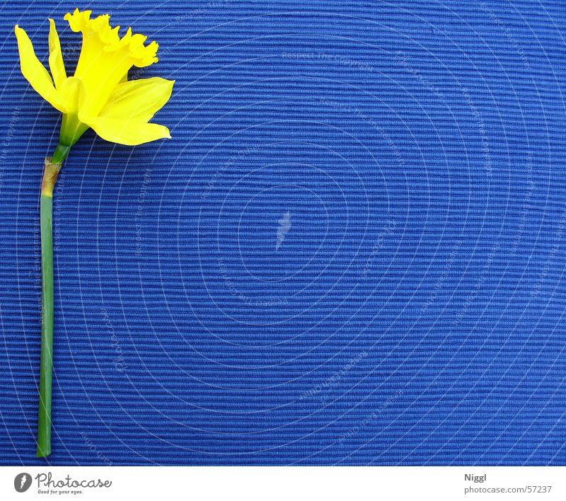 kelp.plau Flower Plant Wild daffodil Yellow Blue Colour Multicoloured Contrast niggl