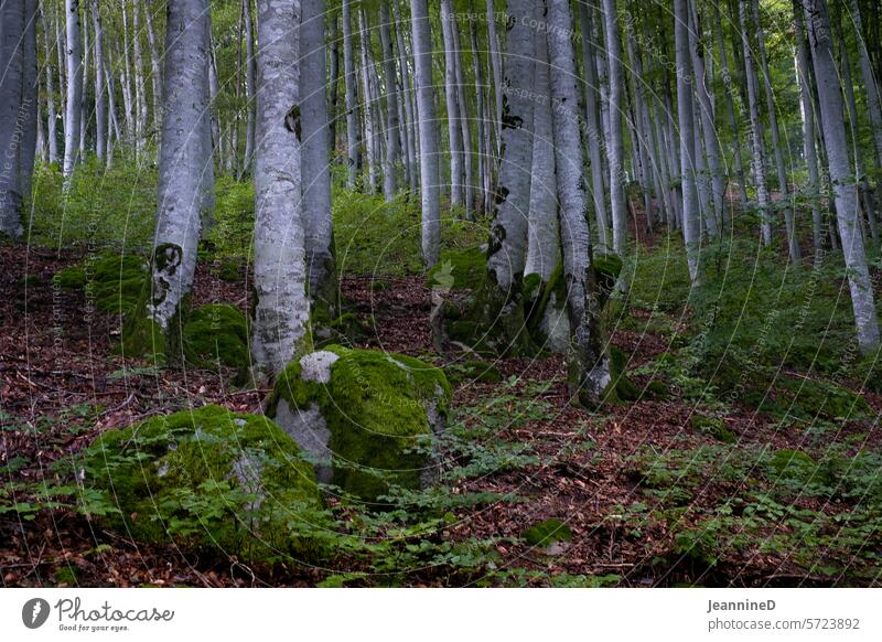 Birch trunks forest Birch wood tribes Mystic Landscape Environment Birch tree Tree Nature birches naturally Birch bark Moss Day Relaxation Structures and shapes