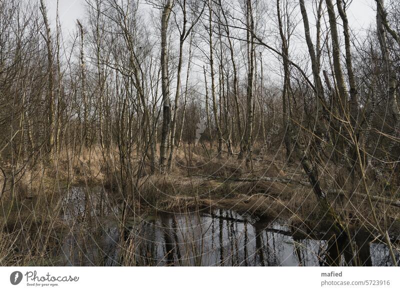 Birch thicket at a bog pond Bog Peat peat cutting Nature Landscape Marsh Deserted renaturation Rewetting birches heather Grass Colour photo Environment Water
