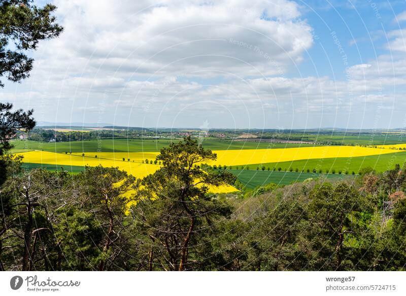 View from the Thekenberge mountains to the eastern foothills of the Harz Mountains with its blossoming rapeseed fields Counter Mountains pre-resin Langenstein