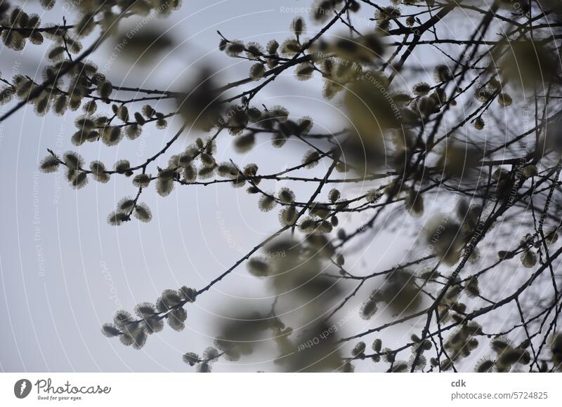 Spring awakening: willow catkins in bloom in the park. Blossoming flowering willow naturally Nature Spring flower flowering flower Spring day blossom blurriness