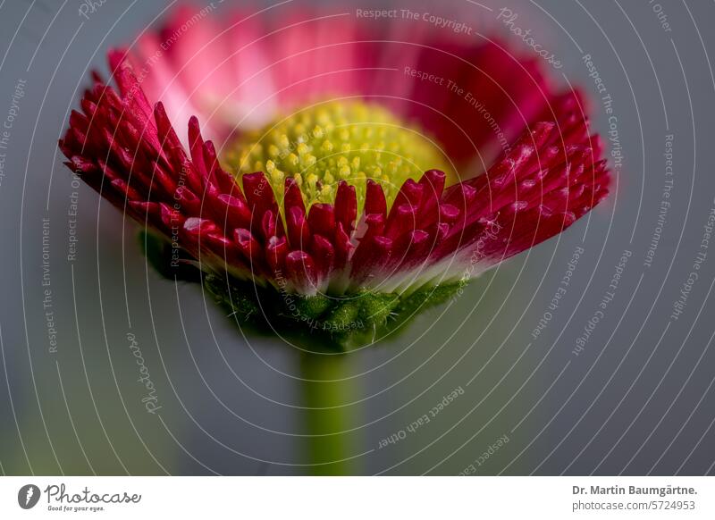 Garden form of the daisy, Bellis perennis with red ray florets Daisy Close-up inflorescence composite asteraceae shrub endure Spring Flowering perennial