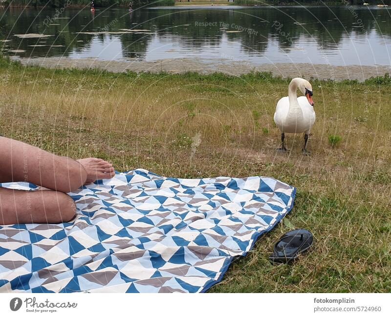 Picnic blanket with swan Single Single person Swan Curiosity inquisitorial Animal Human being Blanket Goof off Break rest picnic blanket Lie Park Summer Nature