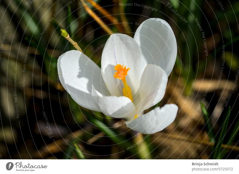 Close-up of a fresh, white calyx of a crocus in spring forest sun outdoors close-up growth postcard gardening bulb soft April springtime tiny ground bloom