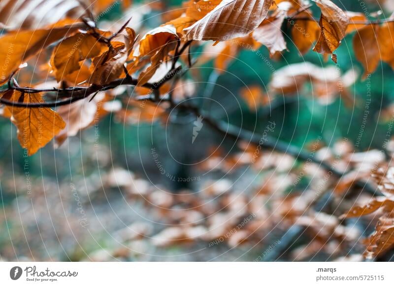 Winter stubborn Twigs and branches Leaf Autumn Close-up Shallow depth of field Brown Green Nature Plant Tenacious Environment Autumnal Transience