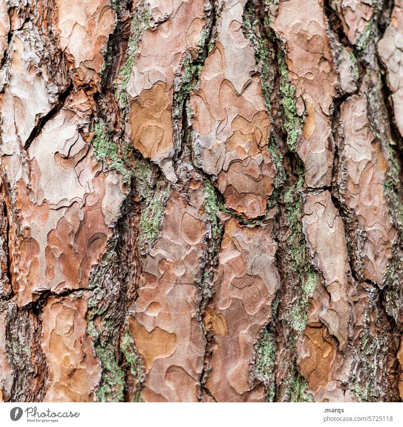 bark Tree bark Sustainability Nature Wood Close-up Detail Pattern Structures and shapes Tree trunk Botany Surface Bark surface botanical Environment naturally