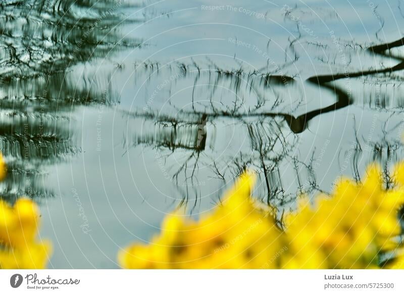 Reflection of still bare branches in the pond, daffodils in front of it out of focus naturally Spring flower Wild daffodil Narcissus Spring flowering plant