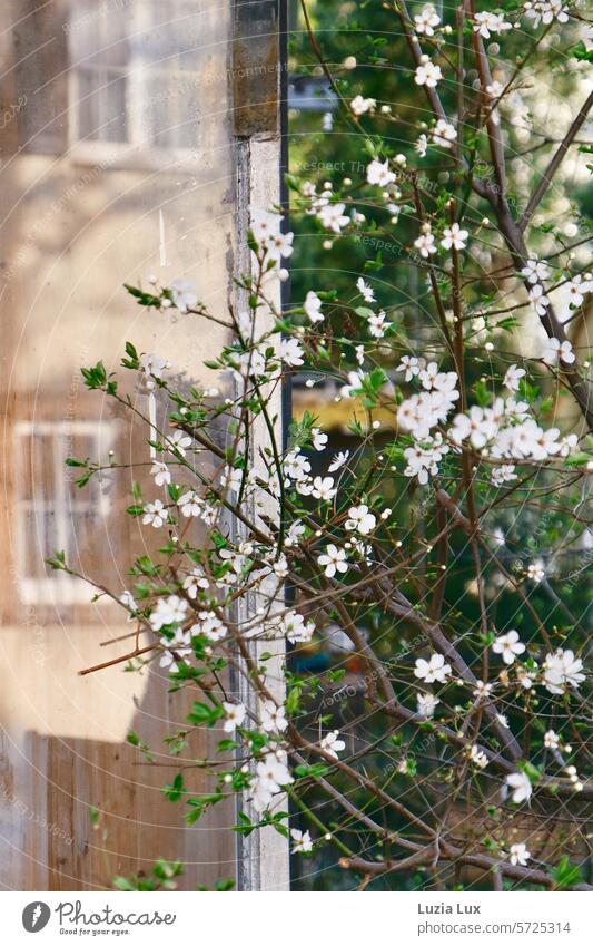 Spring blossom in front of a window pane with reflections Bright Branch Facade Light pretty Blossoming Twig Spring fever Twigs and branches Growth Nature White