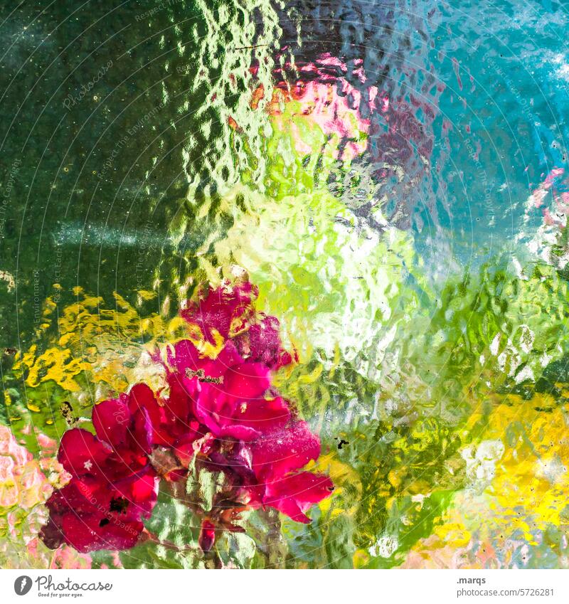 greenhouse Frosted glass Green Red Moody Spring Romance Greenhouse Unclear Blossoming Leaf Colour Summer Pattern Blossom leave Window blurriness Flower Plant