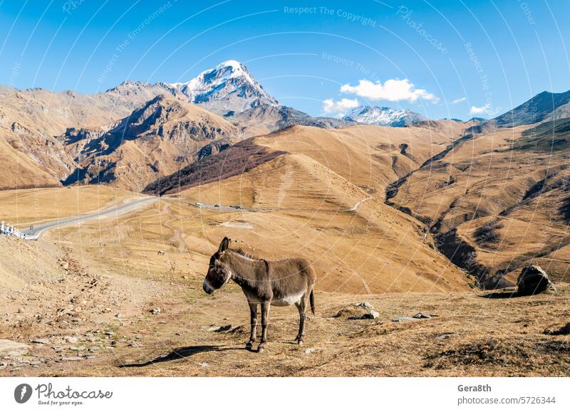 donkey by the cliff with a snowy peak in Georgia Caucasus animal authentic autumn background blue day grass high landscape mountain natural nature plant road
