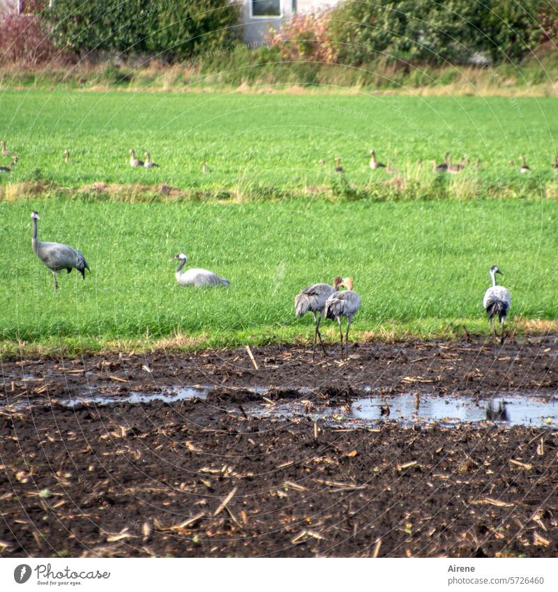 cranes Cranes Migratory birds lowland Horizon Grass trees Meadow just Field Damp Plain Rural wetland Moorland Green Autumn usable area agriculturally Deluge