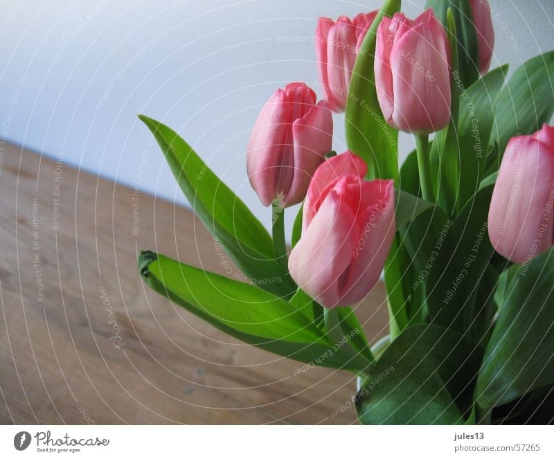 tulips_2 Pink Red Green Tulip Flower Table Brown Wall (building) Spring Fresh Partially visible Room Interior shot