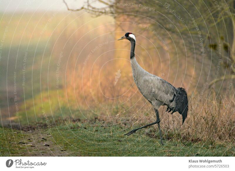 A crane cautiously steps onto a country lane. It keeps an eye on the photographer. Crane crane birds off the beaten track Grus grus Spring shy Wild bird
