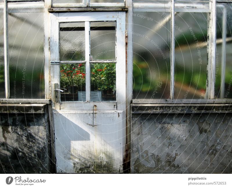 View into the green Gardening Agriculture Forestry Environment Nature Landscape Plant Climate Climate change Greenhouse Wall (barrier) Wall (building) Window