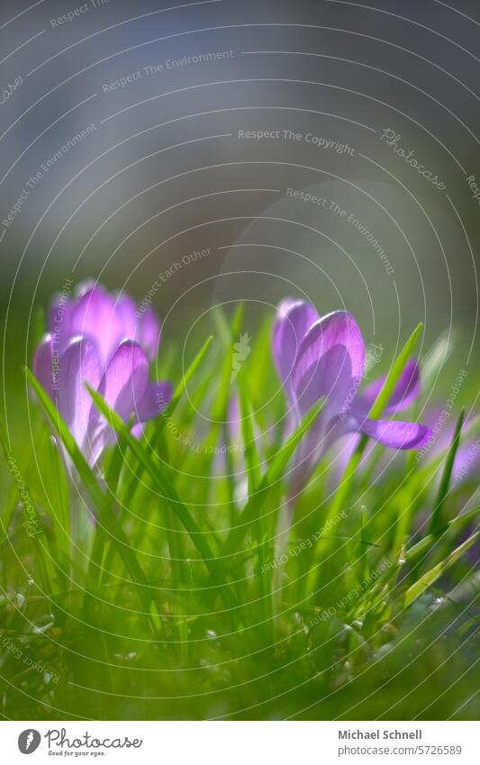 crocuses Crocus crocus blossom Spring flowering plant Nature Blossom Flower Violet Spring fever Hope Close-up Shallow depth of field Spring day Spring crocus