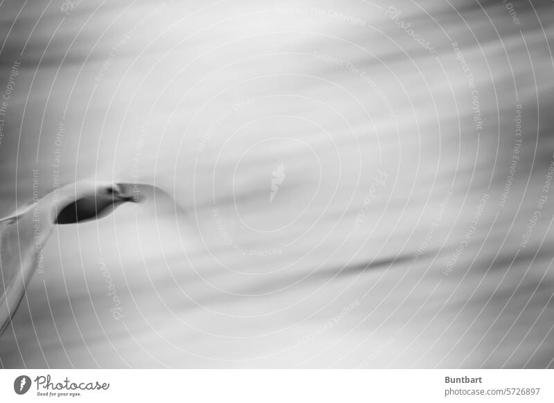 seagull in flight Seagull Long exposure Bird Flying Animal Freedom Movement Speed motion blur Wild animal Glide Abstract
