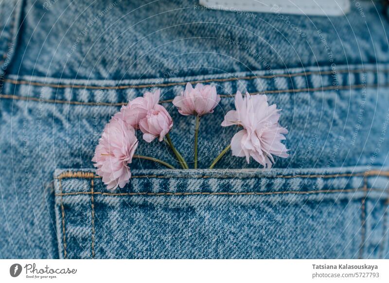 pink flowers in the pocket of blue jeans, close-up floral denim pants trousers purple blooming blossom spring background beautiful beauty closeup plant