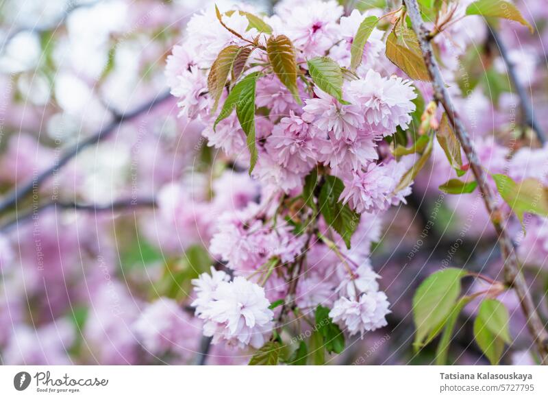 Beautiful soft pink spring Cherry blossom flowers and buds on the Prunus 'Kanzan' tree, a Japanese flowering Cherry tree cherry blossom bloom cherry tree prunus