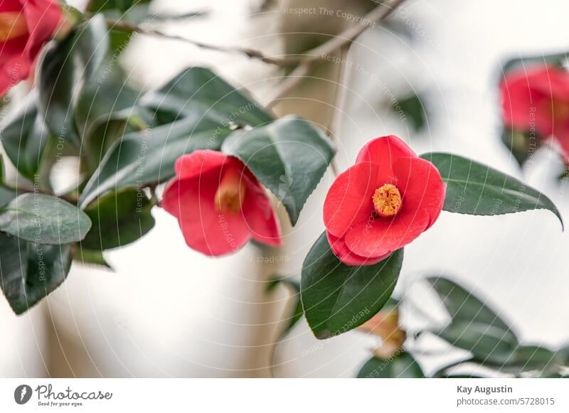 Camellia camellia blossoming flora Nature Spring blossoms spring Botany ornamental shrub Blossoms Buds plants heyday Flower Spring bloom Tea bushes