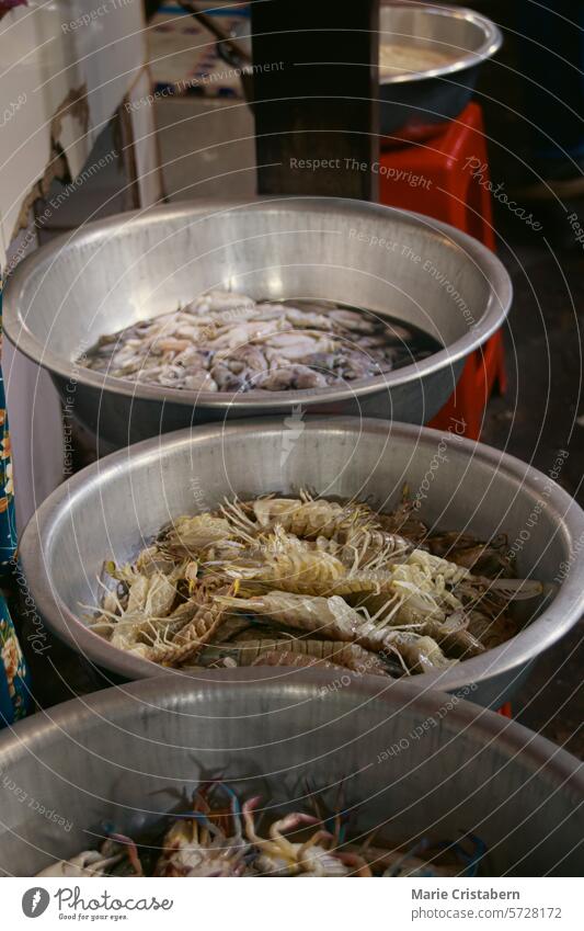 Exotic mantis shrimp or Stomatopoda and crabs in metal basin displayed at a local seafood market in Kampot Cambodia exotic stomatopoda kampot cambodia small