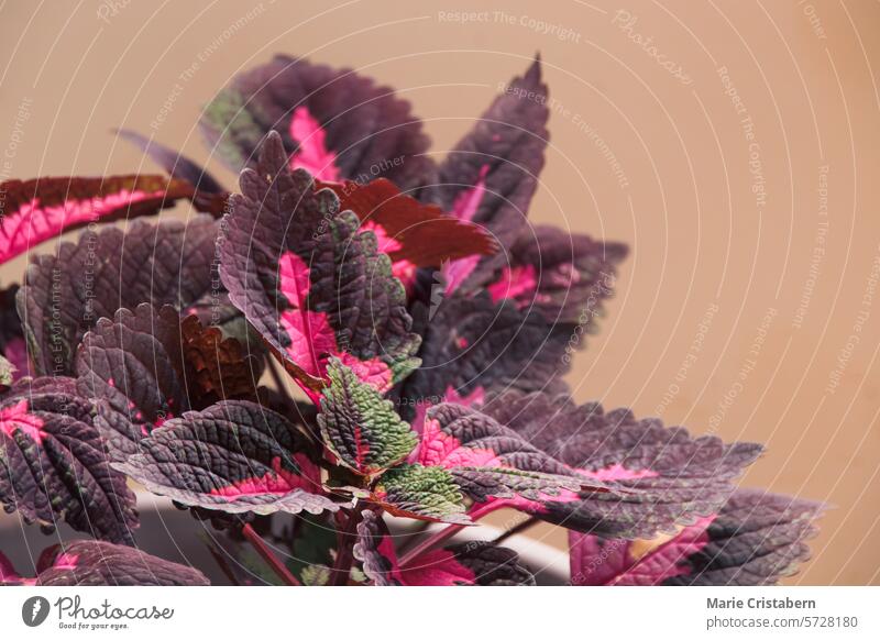 Close-up view of coleus plant leaves showcasing intricate textures and a mix of red, purple, and pink shades close-up pattern colors houseplant flora isolated