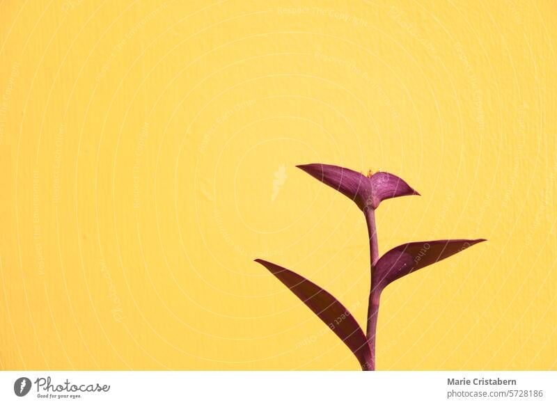 A minimalist image with a tradescantia purple heart, also known as Purple Queen plant  against a yellow background, showcasing a vibrant summer color contrast
